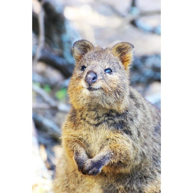 Funny Quokka by J_Knaupe - Wrapped Canvas Photograph Alpen Home Size: 122cm H x 81cm W on Productcaster.