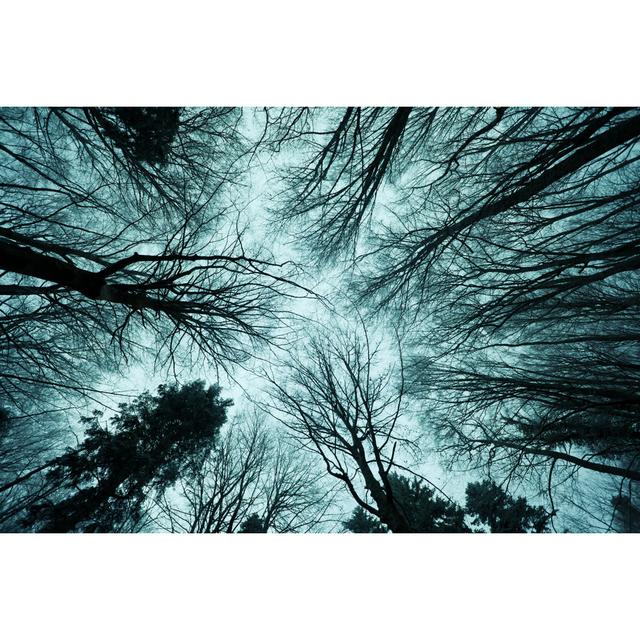 Tall And Spooky Bare Trees by Zodebala - Wrapped Canvas Print Alpen Home Size: 30cm H x 46cm W x 3.8cm D on Productcaster.