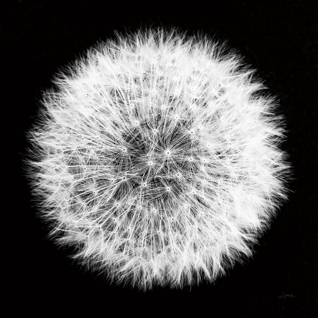 Dandelion on Black I by Aledanda - Wrapped Canvas Photograph Ebern Designs Size: 76cm H x 76cm W on Productcaster.