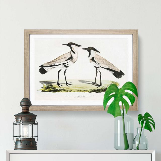 Illustration of Spur Winged Plover Birds by John Edward Gray - Picture Frame Painting Print East Urban Home Size: 48cm H x 65cm W x 2cm D, Frame Optio on Productcaster.