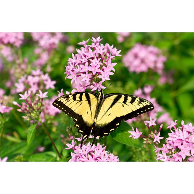 Dursley Swallowtail Butterfly by LorraineHudgins - Wrapped Canvas Photograph Latitude Run Size: 51cm H x 76cm W x 3.8cm D on Productcaster.