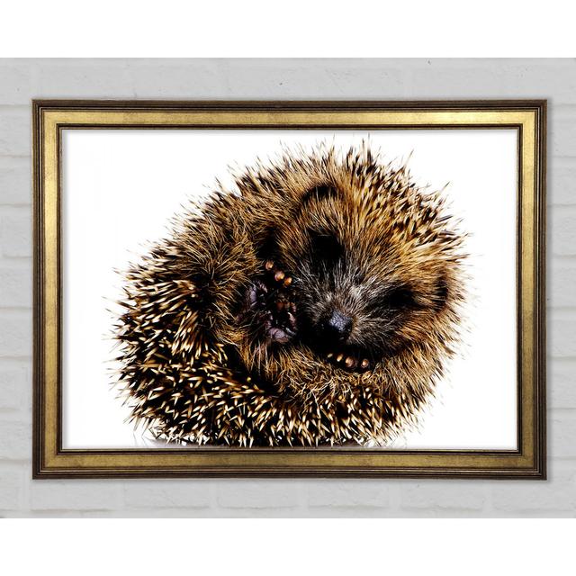 Baby Hedgehog Sleeping - Single Picture Frame Art Prints Union Rustic Size: 21.1cm H x 29.7cm W on Productcaster.