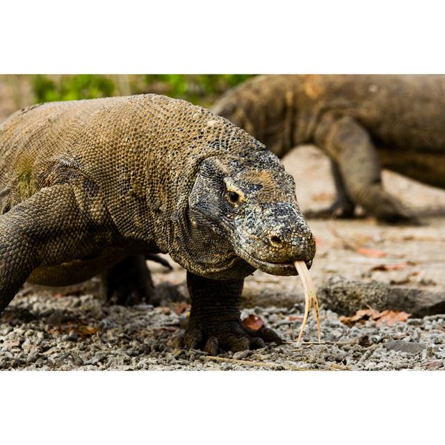 Komodo Dragons by Pius99 - Wrapped Canvas Photograph Latitude Run Size: 30cm H x 46cm W on Productcaster.