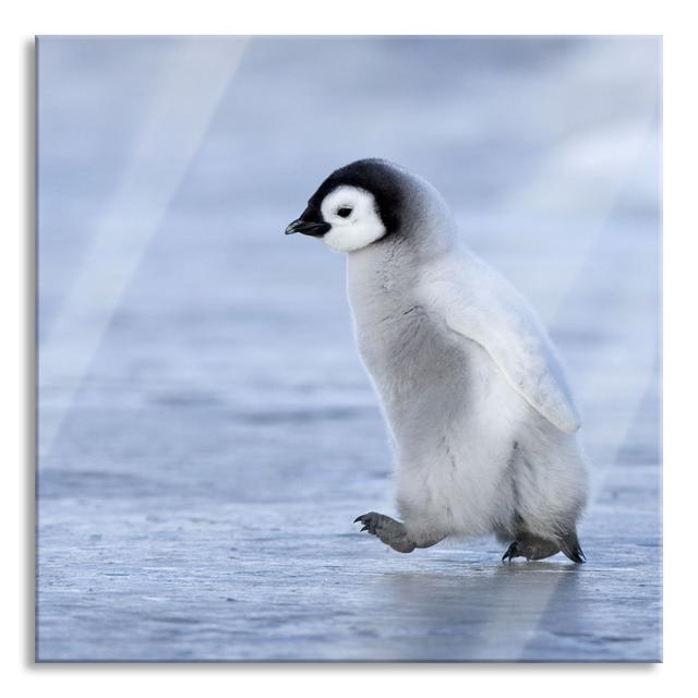 Cute Emperor Penguin Chick - Unframed Photograph on Glass Brayden Studio Size: 60cm H x 60cm W x 0.4cm D on Productcaster.