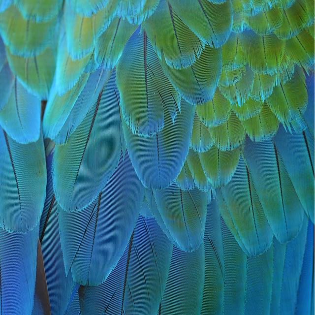 Colorful Feathers by Thawats - Wrapped Canvas Photograph Pergo Classics Size: 91cm H x 91cm W x 3.8cm D on Productcaster.