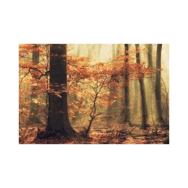 Soft Fall by Anton Van Dongen - Wrapped Canvas Print Union Rustic Size: 45.72cm H x 66.04cm W x 3.81cm D on Productcaster.