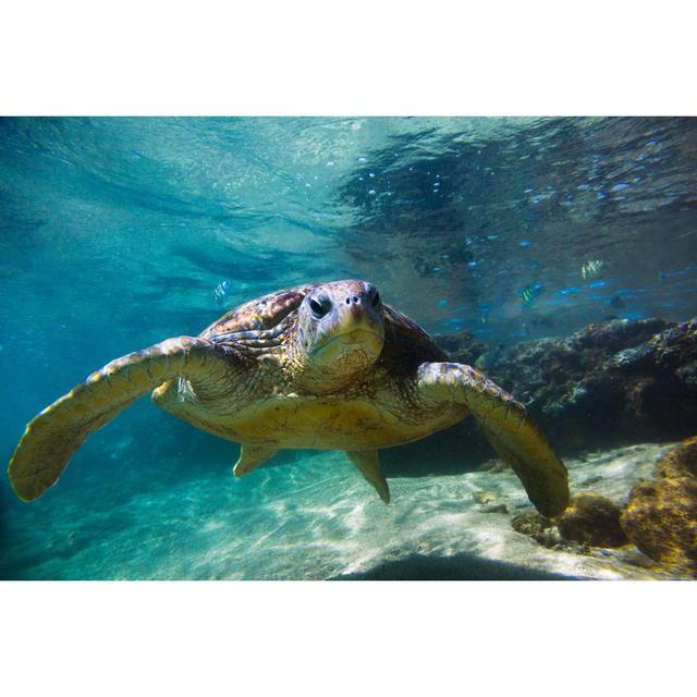 Sea Turtle In Hikkawdua by Danilovi - No Frame Print on Canvas 17 Stories Size: 40cm H x 60cm W on Productcaster.