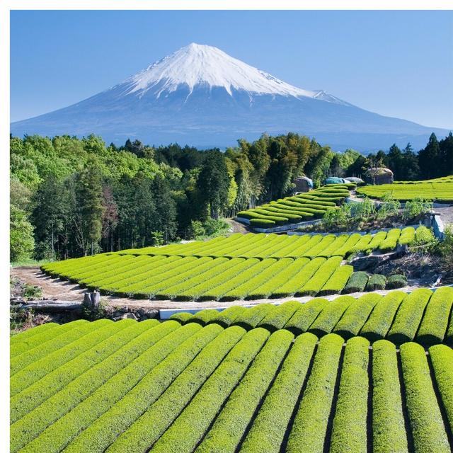 Fototapete Teefelder vor dem Berg Fuji East Urban Home Größe: 2,88 m x 288 cm, Materialqualität: Premium (150 g/m²) on Productcaster.