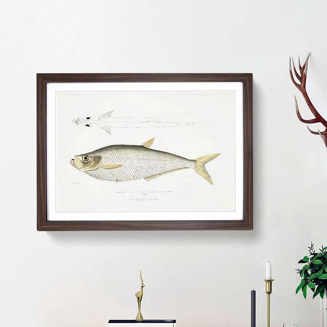 Allied Herring Illustrations by John Edward Gray - Picture Frame Painting Print on Paper East Urban Home Size: 24cm H x 33cm W x 2cm D, Frame Option: on Productcaster.