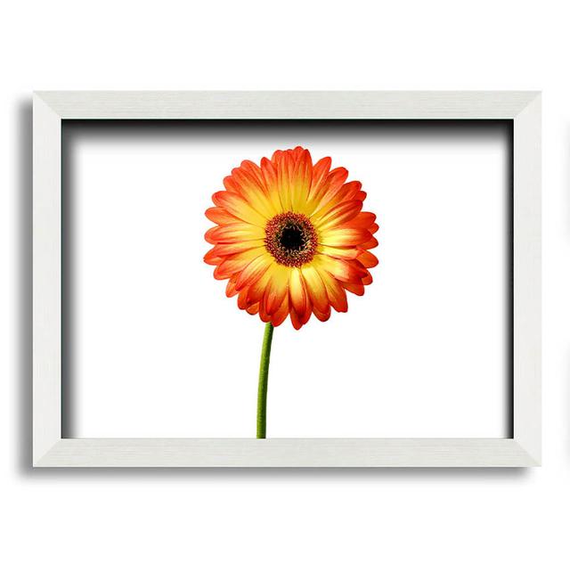 Orange Gerbera on White - Single Picture Frame Art Prints Brayden Studio Size: 21cm H x 29.7cm W on Productcaster.