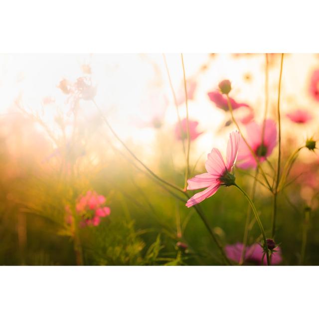 Cosmos Flowers On Garden by Bgton - Wrapped Canvas Print Latitude Run Size: 30cm H x 46cm W x 3.8cm D on Productcaster.