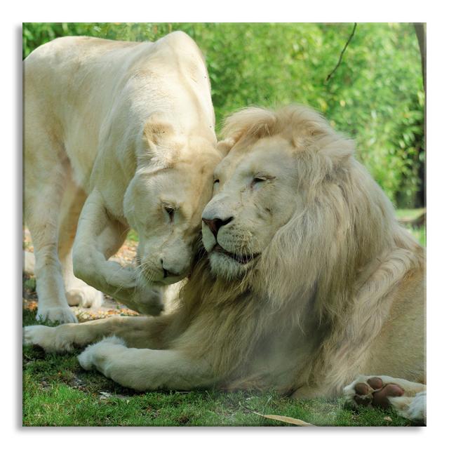 Lion Couple in Love - Unframed Photograph on Glass Brayden Studio Size: 80cm H x 80cm W x 0.4cm D on Productcaster.