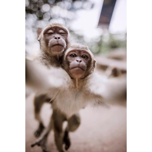 Cute Monkeys Taking Selfie by Pekic - No Frame Print on Canvas 17 Stories Size: 90cm H x 60cm W on Productcaster.