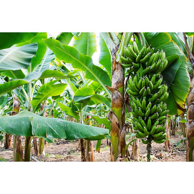 Aakilah Banana Trees - Wrapped Canvas Photograph Bay Isle Home Size: 51cm H x 76cm W x 3.8cm D on Productcaster.