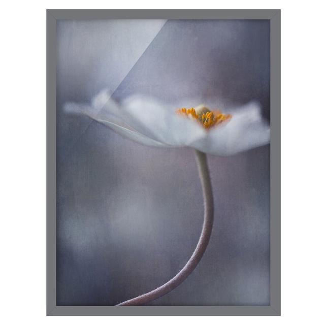 White Anemone Flower - Picture Frame Graphic Art Marlow Home Co. Size: 70cm H x 50cm W x 2cm D, Frame Option: Grey Framed on Productcaster.