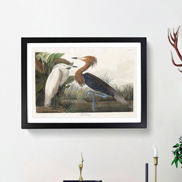 Heron by John Audubon - Picture Frame Painting Print East Urban Home Size: 27cm H x 36cm W x 2cm D, Frame Option: Black Framed on Productcaster.