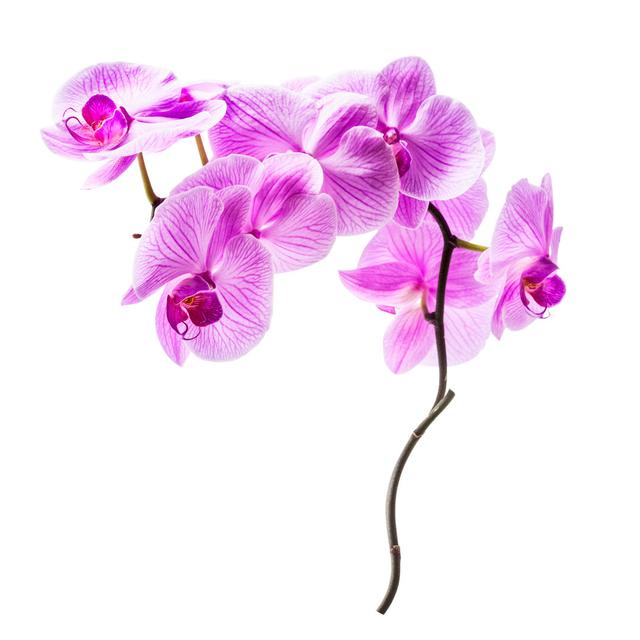 Orchid Flowers by Firina - Print 17 Stories Size: 91cm H x 91cm W x 3.8cm D on Productcaster.