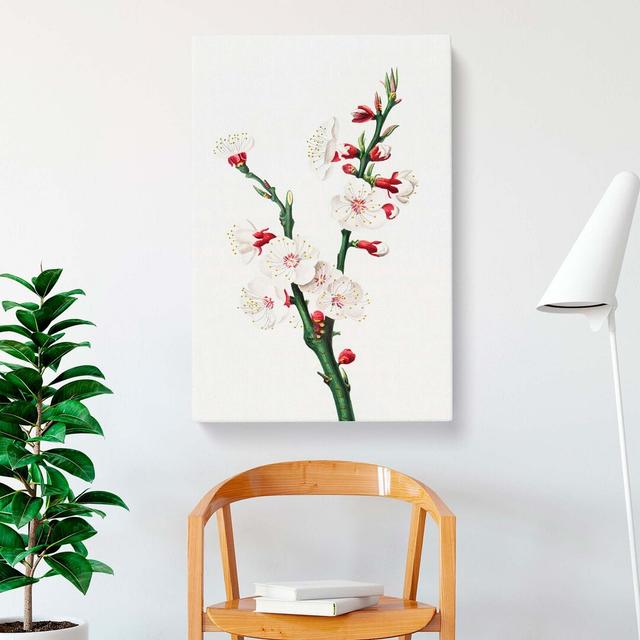 Apricot Flower by Giorgio Gallesio - Wrapped Canvas Painting Pint East Urban Home Size: 60cm H x 40cm W x 3cm D on Productcaster.