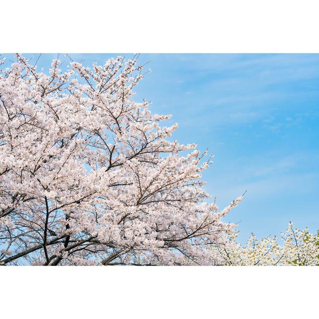 Beautiful Cherry Blossom by Wako Megumi - Print 17 Stories on Productcaster.