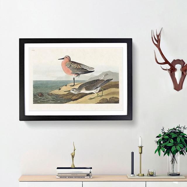 Red-Breasted Sandpiper by John James Audubon - Picture Frame Painting Print East Urban Home Size: 36cm H x 48cm W x 2cm D, Frame Option: Black Framed on Productcaster.