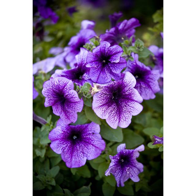 Petunias by THEPALMER - Print 17 Stories Size: 30cm H x 20cm W x 3.8cm D on Productcaster.