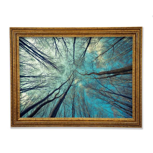 Gerahmtes Wandbild Sky Of Trees Union Rustic Größe: 42cm H x 59,7cm B x 3cm T, Format: Poster mit goldenem Rahmen on Productcaster.