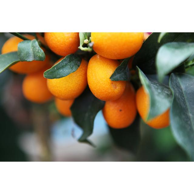 Oranges on a Tree by Unknown - Wrapped Canvas Photograph Brambly Cottage Size: 81cm H x 122cm W on Productcaster.