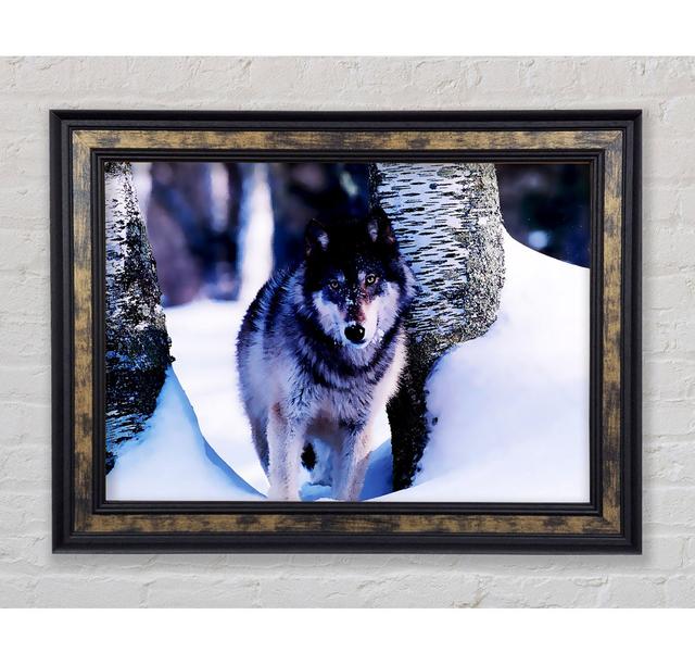 Wolf In The Snow - Single Picture Frame Art Prints Bright Star Size: 59.7cm H x 84.1cm W on Productcaster.