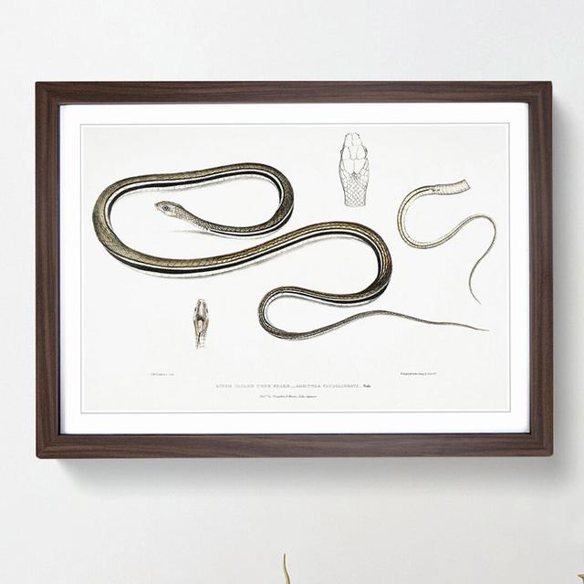 Line-Tailed Tree Snake Illustration by John Edward Gray - Picture Frame Painting Print East Urban Home Size: 48cm H x 65cm W x 2cm D, Frame Option: Wa on Productcaster.