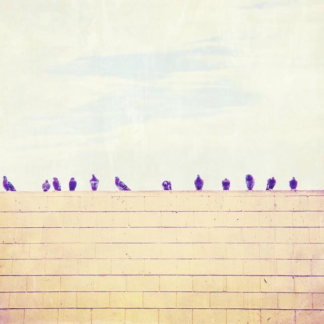 Birds on Wires III by Thomas Brown - Wrapped Canvas Photograph Rosalind Wheeler Size: 76cm H x 76cm W on Productcaster.