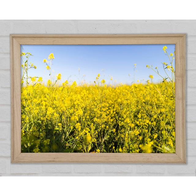 Summer Harvest Fields - Single Picture Frame Print 17 Stories Size: 29.7cm H x 42cm W x 1.5cm D on Productcaster.