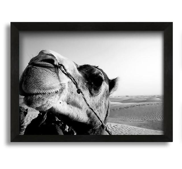 Heres Looking at You Camel - Picture Frame Photograph on Canvas Natur Pur Size: 21cm H x 30cm W x 10cm D on Productcaster.