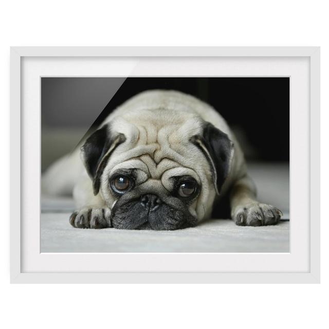 Pug Loves You - Picture Frame Photograph Art Print on Paper East Urban Home Frame Options: Matt white, Size: 40cm H x 55cm W on Productcaster.