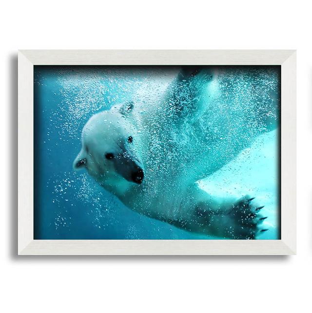 Asomatos Polar Bear Swim - Single Picture Frame Art Prints Alpen Home Size: 29.7cm H x 42cm W x 10cm D on Productcaster.