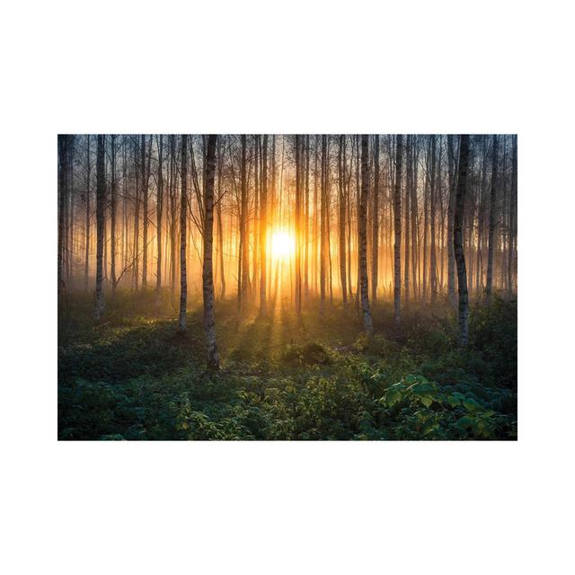 Birches I by Lauri Lohi - Wrapped Canvas Photograph Alpen Home Size: 45.72cm H x 66.04cm W x 1.905cm D on Productcaster.