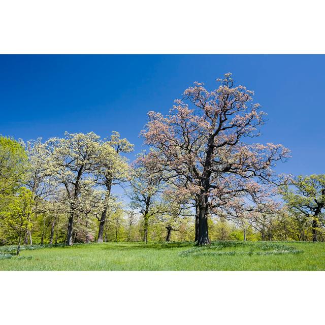 White Oak In Spring von Stevegeer - Kunstdrucke auf Leinwand ohne Rahmen 17 Stories Größe: 20 cm H x 30 cm B on Productcaster.