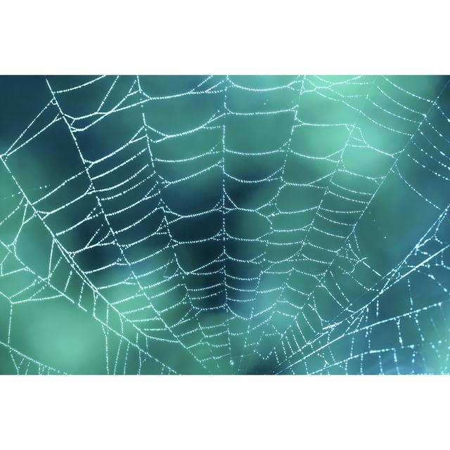 Hering Spider Web by Delpixart - Wrapped Canvas Print Latitude Run Size: 51cm H x 76cm W x 3.8cm D on Productcaster.