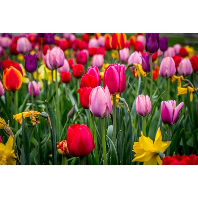 Beyerville Beautiful Tulips - Wrapped Canvas Photograph Latitude Run Size: 81cm H x 122cm W x 3.8cm D on Productcaster.