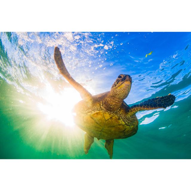 Beautiful Hawaiian Green Sea Turtle by Shanemyersphoto - Wrapped Canvas Photograph Bay Isle Home Size: 20cm H x 30cm W on Productcaster.