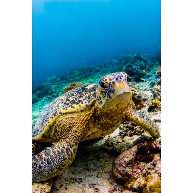 Turtle on Reef by Zeamonkey - Wrapped Canvas Photograph Bay Isle Home Size: 122cm H x 81cm W on Productcaster.