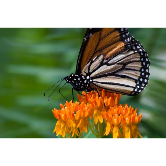 Maaris Monarch Butterfly by JillLang - Wrapped Canvas Print Brambly Cottage Size: 20cm H x 30cm W x 3.8cm D on Productcaster.