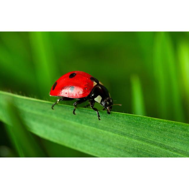 Ladybug by Eli_asenova - No Frame Art Prints on Canvas 17 Stories Size: 81cm H x 122cm W on Productcaster.