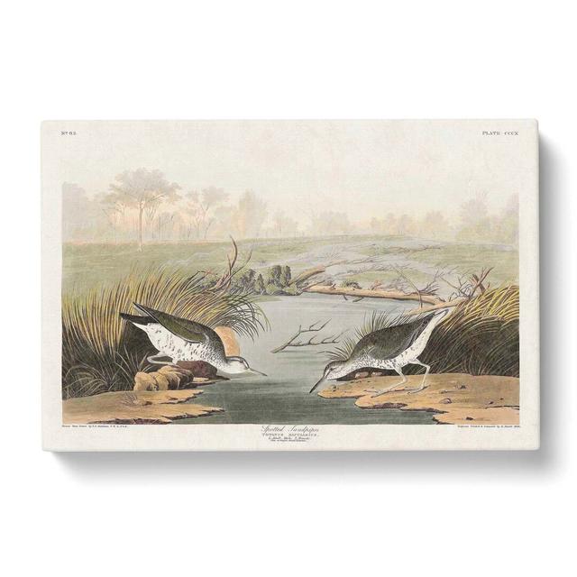 Spotted Sandpiper Birds by John Audubon - Wrapped Canvas Painting Print East Urban Home Size: 35cm H x 50cm W x 3cm D on Productcaster.