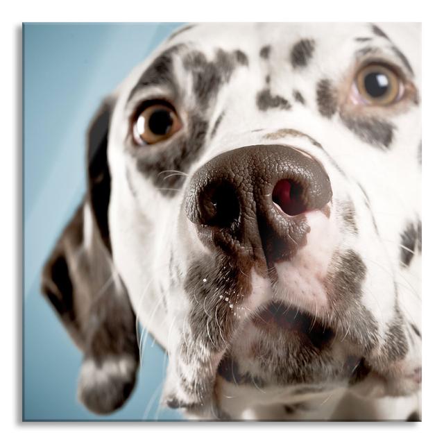 Sweet Dalmatian - No Frame Print on Glass Ebern Designs Size: 70cm H x 70cm W x 0.4cm D on Productcaster.