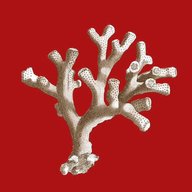 Small Coral On Red II By Vision Studio - Wrapped Canvas Painting Print House of Hampton Size: 91cm H x 91cm W on Productcaster.