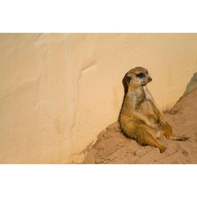 Meerkat Looking Bored - Wrapped Canvas Print 17 Stories Size: 30cm H x 46cm W x 3.8cm D on Productcaster.