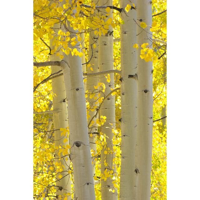 Autumn Aspen Trees - Wrapped Canvas Print Alpen Home Size: 76cm H x 51cm W on Productcaster.