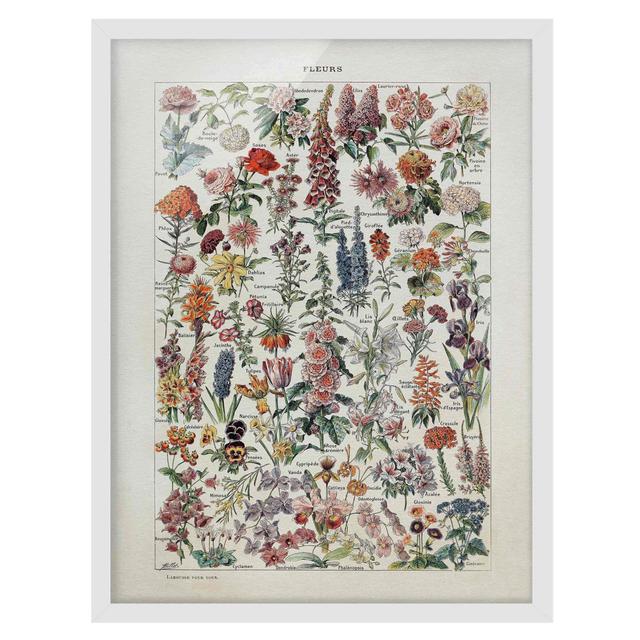 Vintage Educational Board Flowers V - Picture Frame Graphic Art Rosalind Wheeler Frame Option: White, Size: 100cm H x 70cm W x 2cm D on Productcaster.