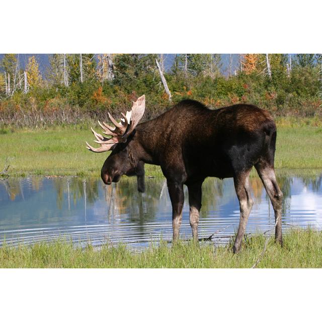 Moose at a Pond in Fall - Wrapped Canvas Photograph Union Rustic Size: 61cm H x 91cm W x 3.8cm D on Productcaster.