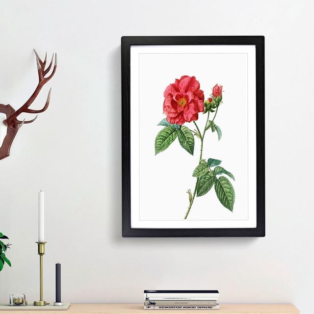 Blooming French Roses by Pierre-Joseph Redoute - Picture Frame Art Print East Urban Home Frame Option: Black Framed, Size: 36cm H x 27cm W x 2cm D on Productcaster.